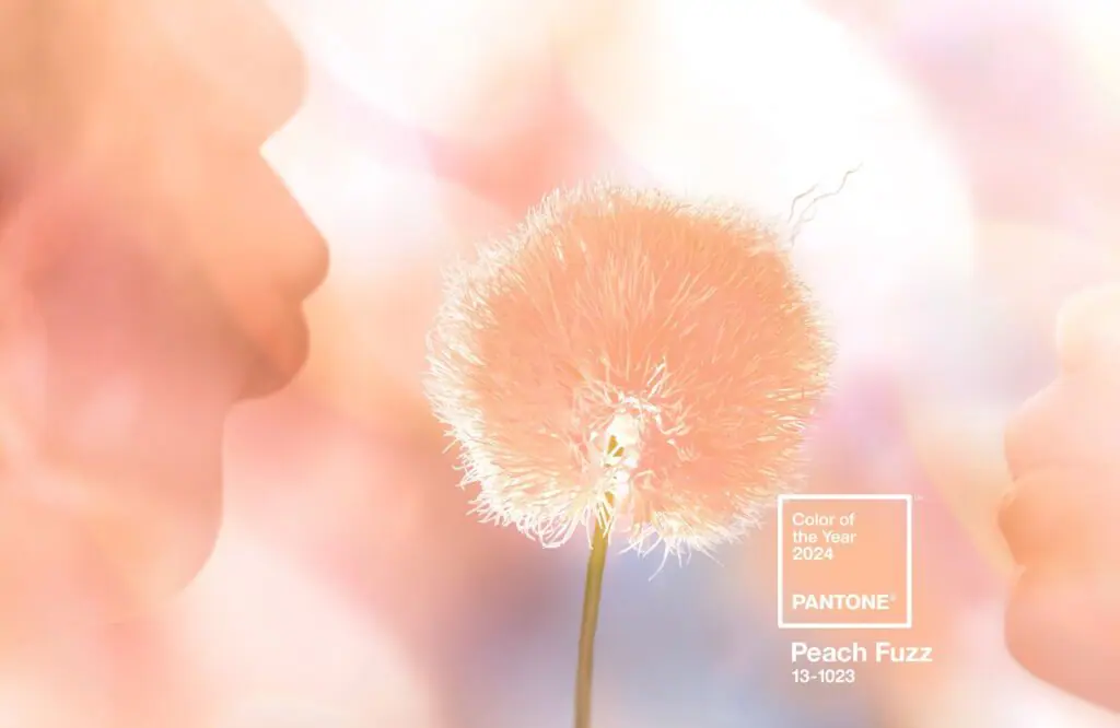 PANTONE 2024 Yılın Rengi Peach Fuzz